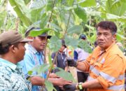 PT Agincourt Resources Dorong Kejayaan Cokelat Tapsel Kembali Bangkit