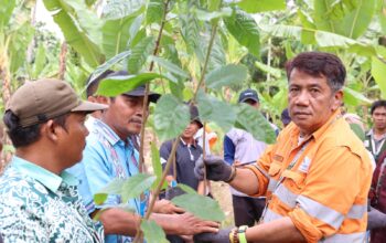 PT Agincourt Resources Dorong Kejayaan Cokelat Tapsel Kembali Bangkit