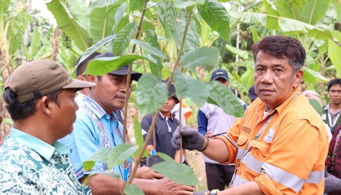 PT Agincourt Resources Dorong Kejayaan Cokelat Tapsel Kembali Bangkit