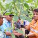 PT Agincourt Resources Dorong Kejayaan Cokelat Tapsel Kembali Bangkit