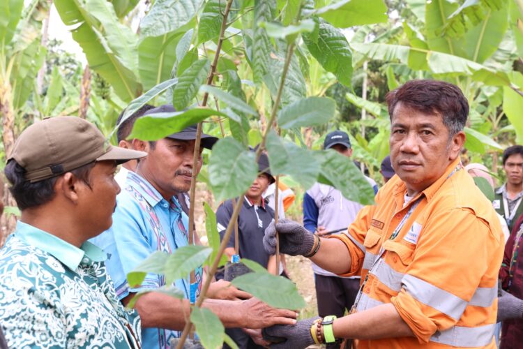 PT Agincourt Resources Dorong Kejayaan Cokelat Tapsel Kembali Bangkit