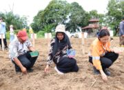 PTAR Gandeng Petani Tapsel Tanam Jagung Di Lahan Seluas 20 Hektare