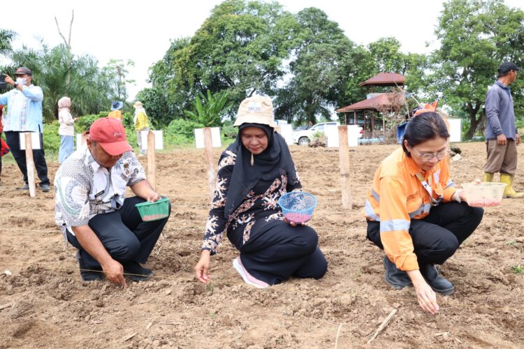 PTAR Gandeng Petani Tapsel Tanam Jagung Di Lahan Seluas 20 Hektare
