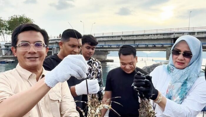 Ketua DPRK Panen Lobster Di Ulee Lheue, Hasilnya Dipasok Ke Jakarta Dan Bali