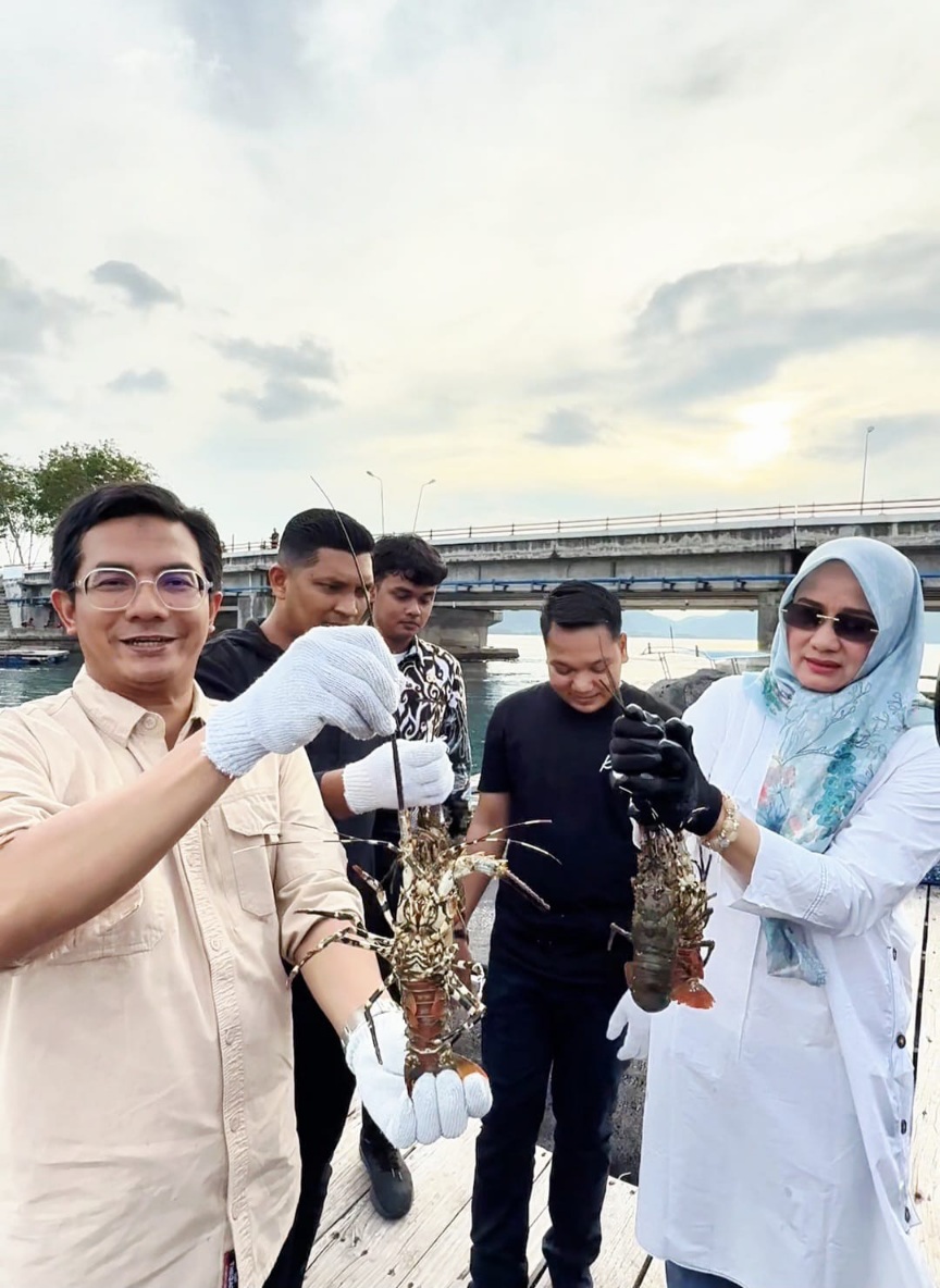 Ketua DPRK Panen Lobster Di Ulee Lheue, Hasilnya Dipasok Ke Jakarta Dan Bali