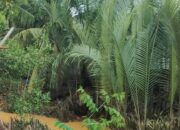 Nelayan Besitang Dukung Aksi Penentangan Konversi Mangrove Jadi Kebun Kelapa Hibrida