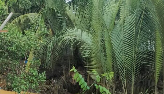Nelayan Besitang Dukung Aksi Penentangan Konversi Mangrove Jadi Kebun Kelapa Hibrida