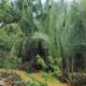 Nelayan Besitang Dukung Aksi Penentangan Konversi Mangrove Jadi Kebun Kelapa Hibrida