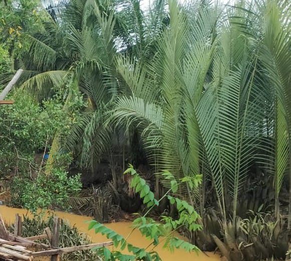 Nelayan Besitang Dukung Aksi Penentangan Konversi Mangrove Jadi Kebun Kelapa Hibrida