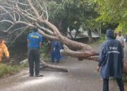 Cuaca Ekstrem, Sejumlah Pohon Tumbang Di Aceh Besar
