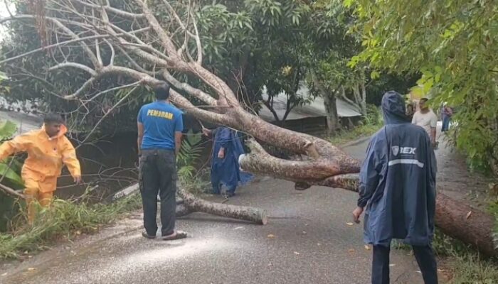 Cuaca Ekstrem, Sejumlah Pohon Tumbang Di Aceh Besar