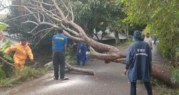 Cuaca Ekstrem, Sejumlah Pohon Tumbang Di Aceh Besar