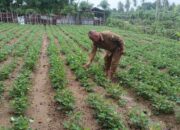 Camat Darul Kamal Ajak Warga Produktifkan Lahan Kosong