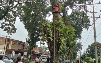 Forkopimca Siantar Dan Instansi Terkait Tertibkan Pohon Rawan Tumbang Di Jalur Vital