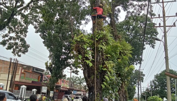 Forkopimca Siantar Dan Instansi Terkait Tertibkan Pohon Rawan Tumbang Di Jalur Vital