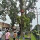 Forkopimca Siantar Dan Instansi Terkait Tertibkan Pohon Rawan Tumbang Di Jalur Vital