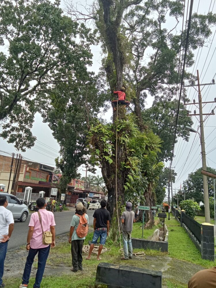 Forkopimca Siantar Dan Instansi Terkait Tertibkan Pohon Rawan Tumbang Di Jalur Vital