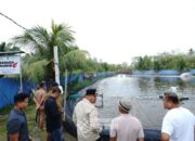 Budidaya Udang Vaname Langkah Nyata Wujudkan Ketahanan Pangan