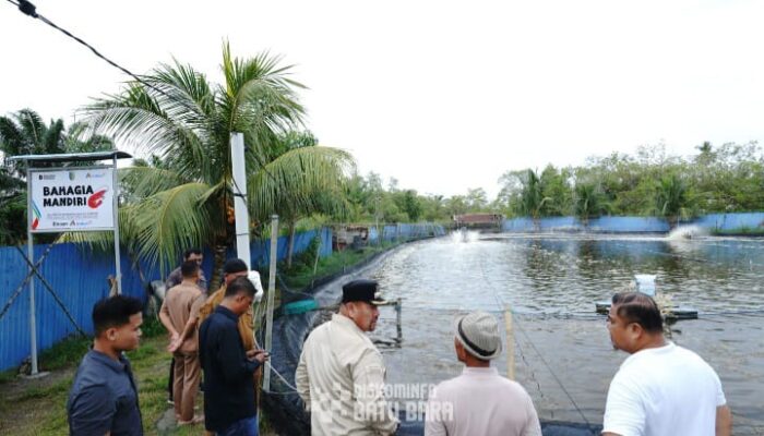 Budidaya Udang Vaname Langkah Nyata Wujudkan Ketahanan Pangan