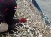 Pelindo Regional 1 Bawa Harapan Baru bagi Nelayan Batubara