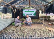 YWHA Kembangkan Wakaf Produktif Budidaya Nilam Untuk Pemberdayaan Ekonomi Umat