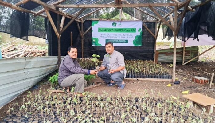 YWHA Kembangkan Wakaf Produktif Budidaya Nilam Untuk Pemberdayaan Ekonomi Umat