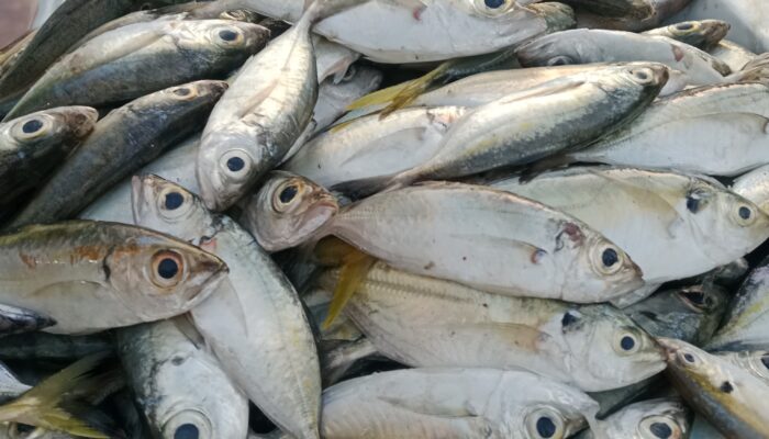 Sepekan Terakhir Harga Ikan Di Lubukpakam Melonjak Tajam