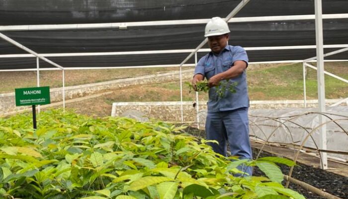 Inalum dan PJT I Perkuat Konservasi Danau Toba Lewat Penanaman Pohon Dan Pembibitan Modern