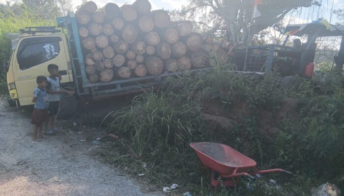 Pohon Pinus Daerah Aliran Sungai Lumban Silintong Pagaran Ditebangi