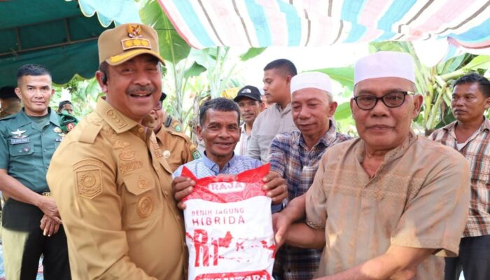 Pemkab Madina Salurkan 24,75 Ton Bibit Jagung