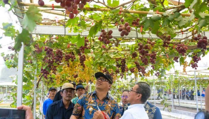 Asri Ludin Tambunan Berharap Kecamatan Beringin Jadi Wisata Petik Anggur