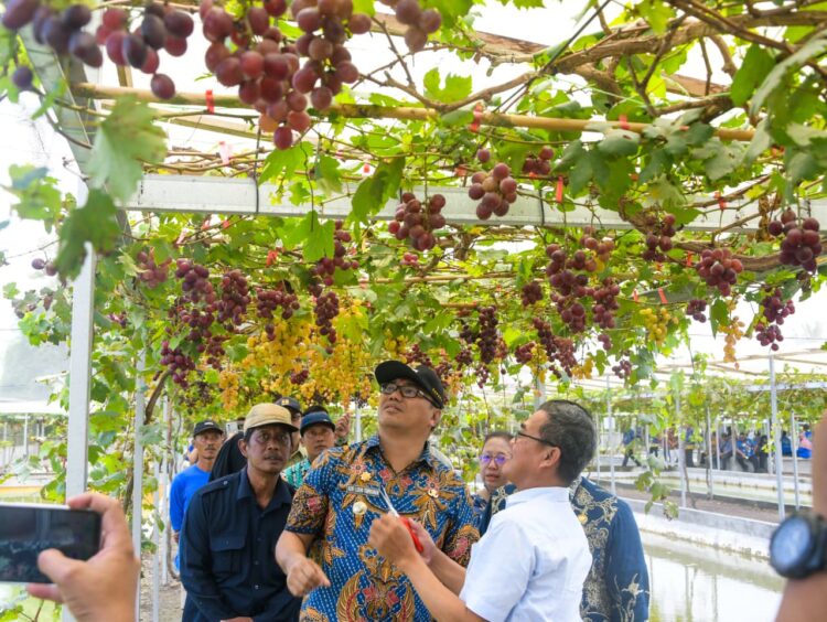 Asri Ludin Tambunan Berharap Kecamatan Beringin Jadi Wisata Petik Anggur