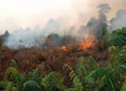 Walhi Desak Polres Aceh Selatan Usut Dan Tangkap Aktor Penyebab Karhutla