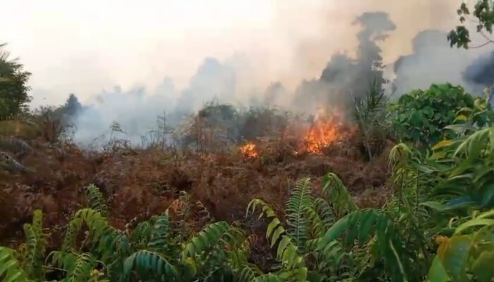 Walhi Desak Polres Aceh Selatan Usut Dan Tangkap Aktor Penyebab Karhutla