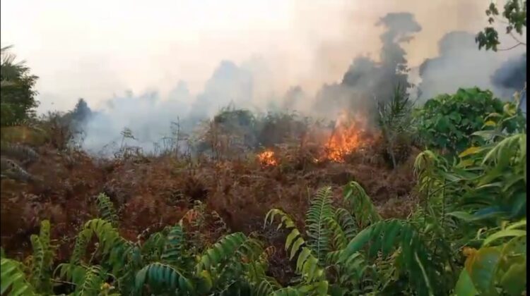 Walhi Desak Polres Aceh Selatan Usut Dan Tangkap Aktor Penyebab Karhutla