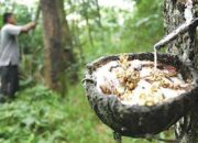 Ekspor Karet Asal Sumut Agustus 2025 Stagnan, Pasokan Masih Terbatas