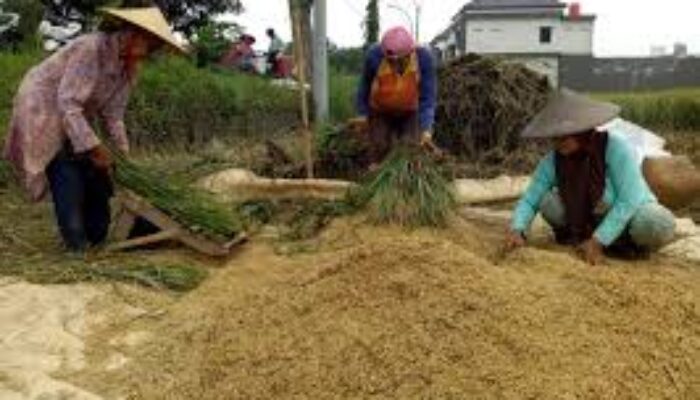 Harga Beras Di Sumut Masih Stabil Meski Harga Gabah Tembus Rp8.500 per Kg