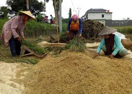 Harga Beras Di Sumut Masih Stabil Meski Harga Gabah Tembus Rp8.500 per Kg