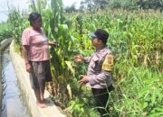 Bhabinkamtibmas Siantar Marihat Dampingi Petani Jagung, Dukung Ketahanan Pangan