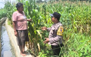 Bhabinkamtibmas Siantar Marihat Dampingi Petani Jagung, Dukung Ketahanan Pangan