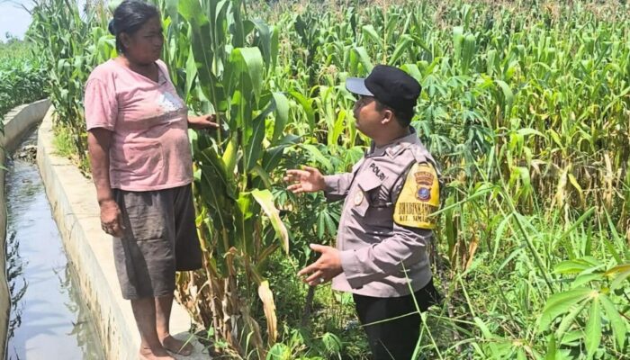 Bhabinkamtibmas Siantar Marihat Dampingi Petani Jagung, Dukung Ketahanan Pangan