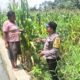 Bhabinkamtibmas Siantar Marihat Dampingi Petani Jagung, Dukung Ketahanan Pangan