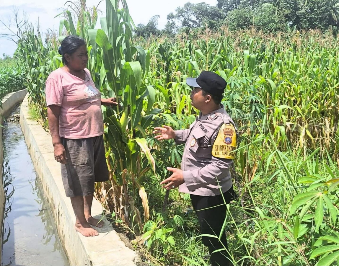 Bhabinkamtibmas Siantar Marihat Dampingi Petani Jagung, Dukung Ketahanan Pangan