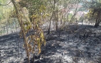 Kebakaran Hanguskan 1 Hektare Lahan Di Padangsidimpuan Selatan