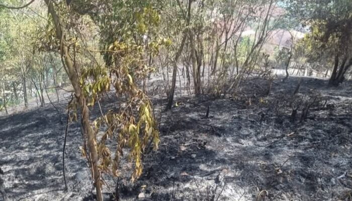 Kebakaran Hanguskan 1 Hektare Lahan Di Padangsidimpuan Selatan
