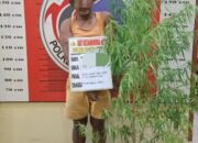 Tanam Ganja Di Rumah, Pria Di Palas Ditangkap