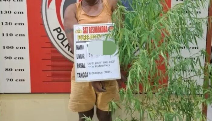 Tanam Ganja Di Rumah, Pria Di Palas Ditangkap