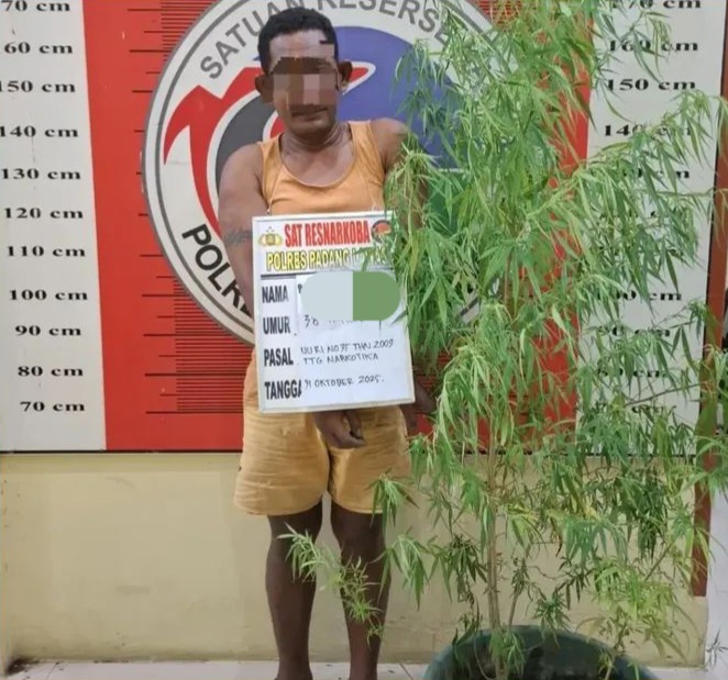 Tanam Ganja Di Rumah, Pria Di Palas Ditangkap