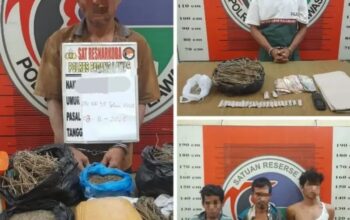 Pengedar Dan Bandar Ganja Di Palas Diciduk Polisi