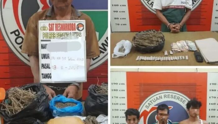 Pengedar Dan Bandar Ganja Di Palas Diciduk Polisi